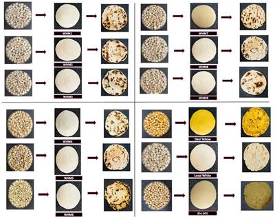 Development of high-yielding white maize hybrids with better chapatti-making quality compared to traditionally used local landraces